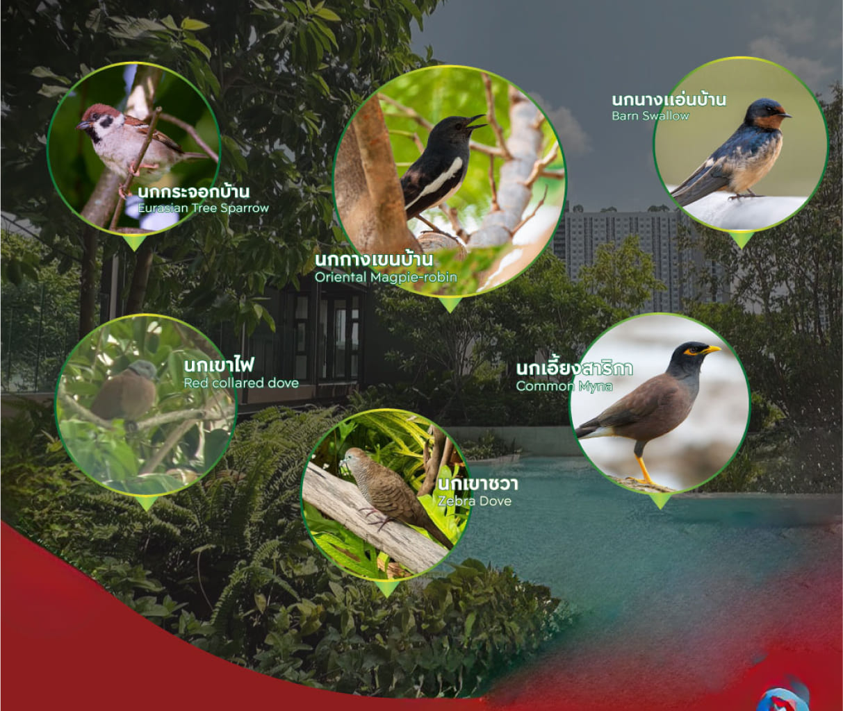 Here at Life Sathorn Sierra, we promote biodiversity in this expansive green spaces with a wide range of tree species. 